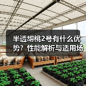 半透胡桃2号有什么优势？性能解析与适用场景（图1）