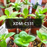 XDM-C531（图4）