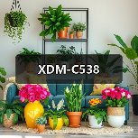 XDM-C538（图1）