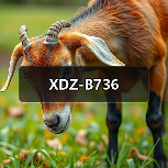 XDZ-B736（图2）