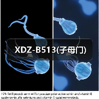 XDZ-B513(子母门)（图4）